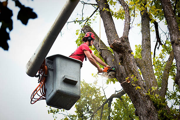 Best Tree Removal Services  in Fort Atkinson, WI